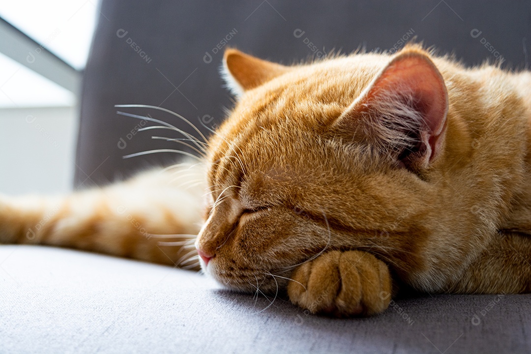 Lindo gato laranja dormindo na poltrona da sala à tarde