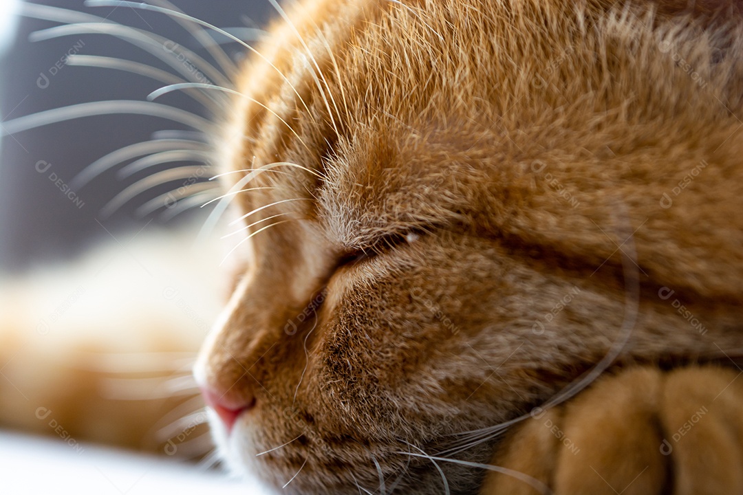 Lindo gato laranja dormindo na poltrona da sala à tarde