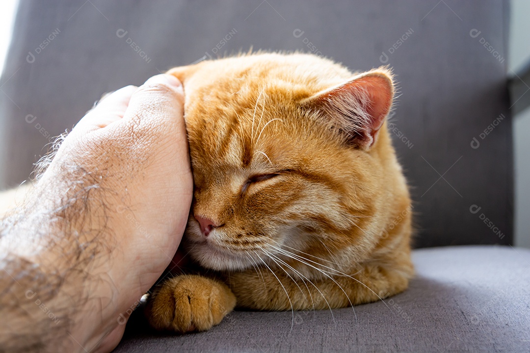 Lindo gato laranja dormindo na poltrona da sala à tarde