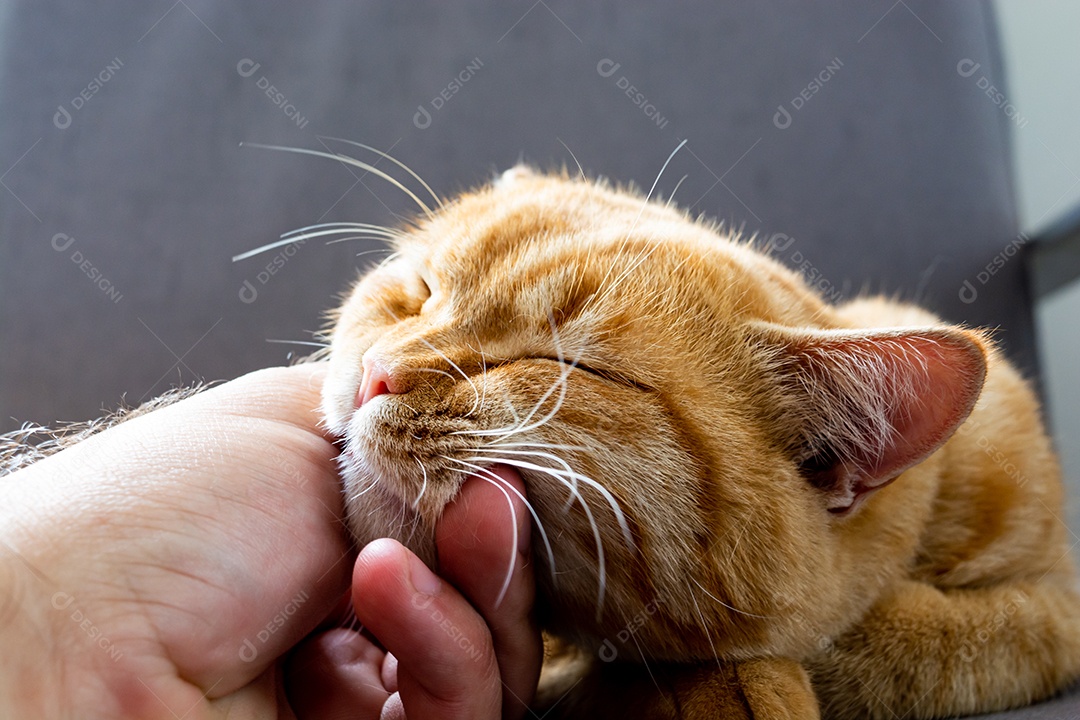 Lindo gato laranja dormindo na poltrona da sala à tarde