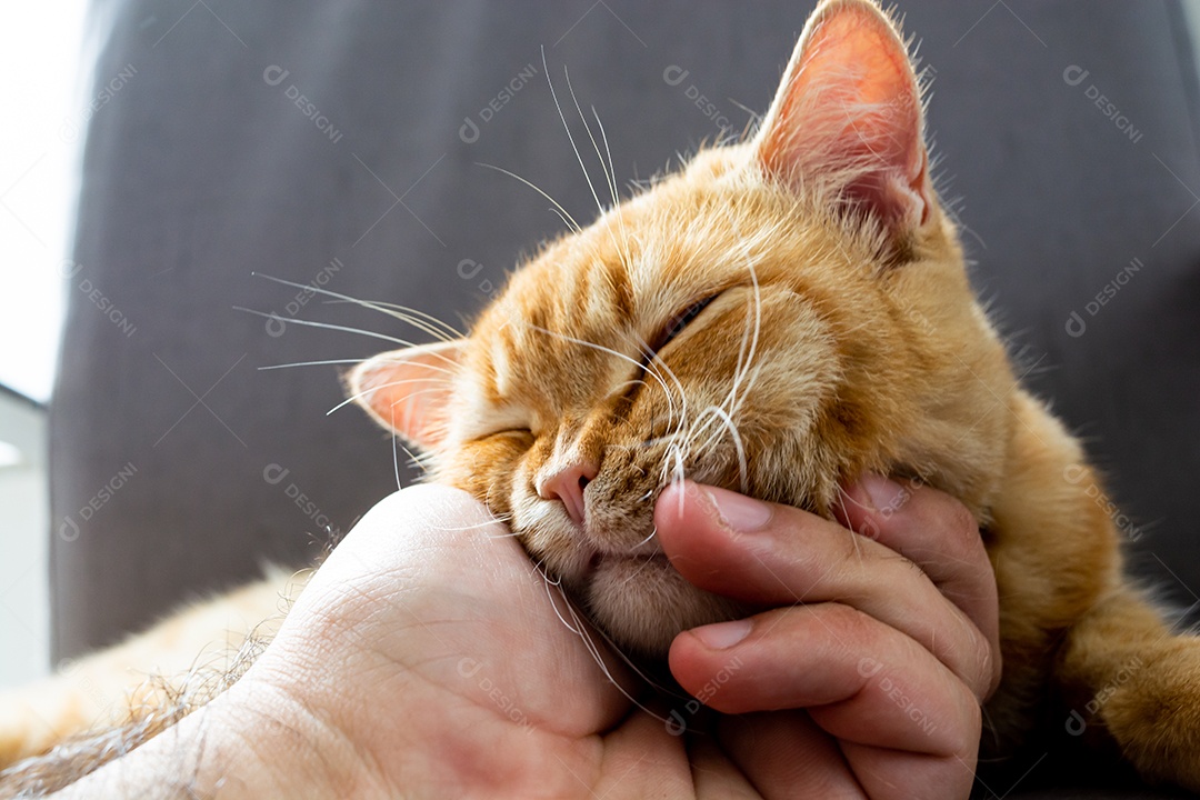 Acariciando um lindo gato laranja sonolento na poltrona da sala à tarde