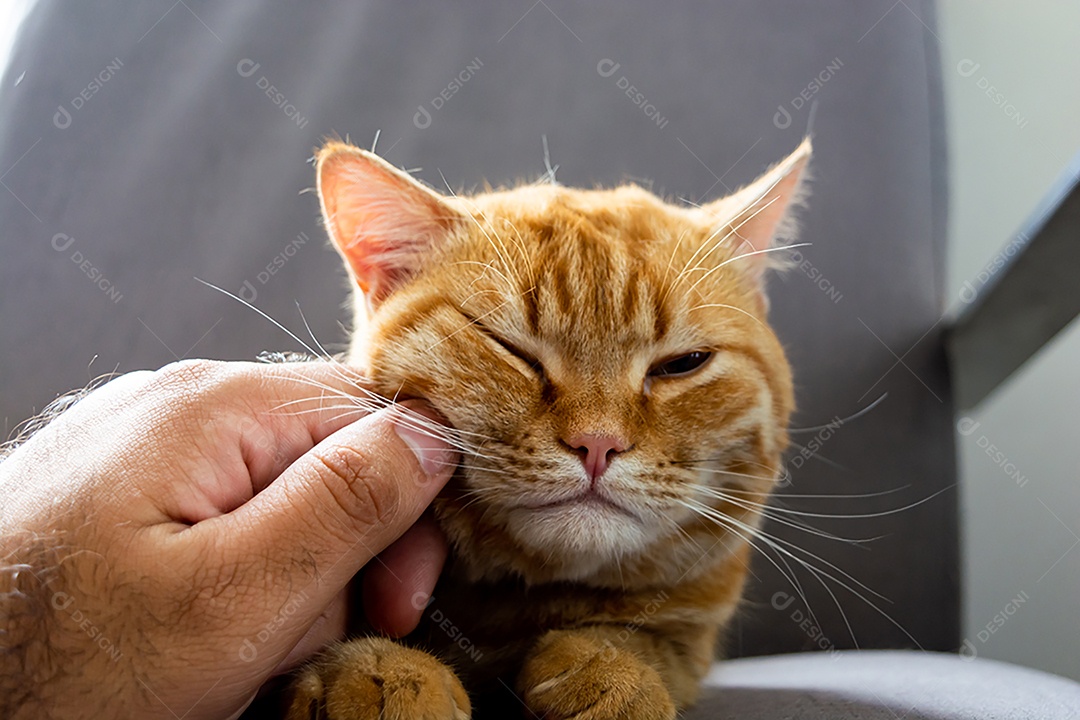 Acariciando um lindo gato laranja sonolento na poltrona da sala à tarde