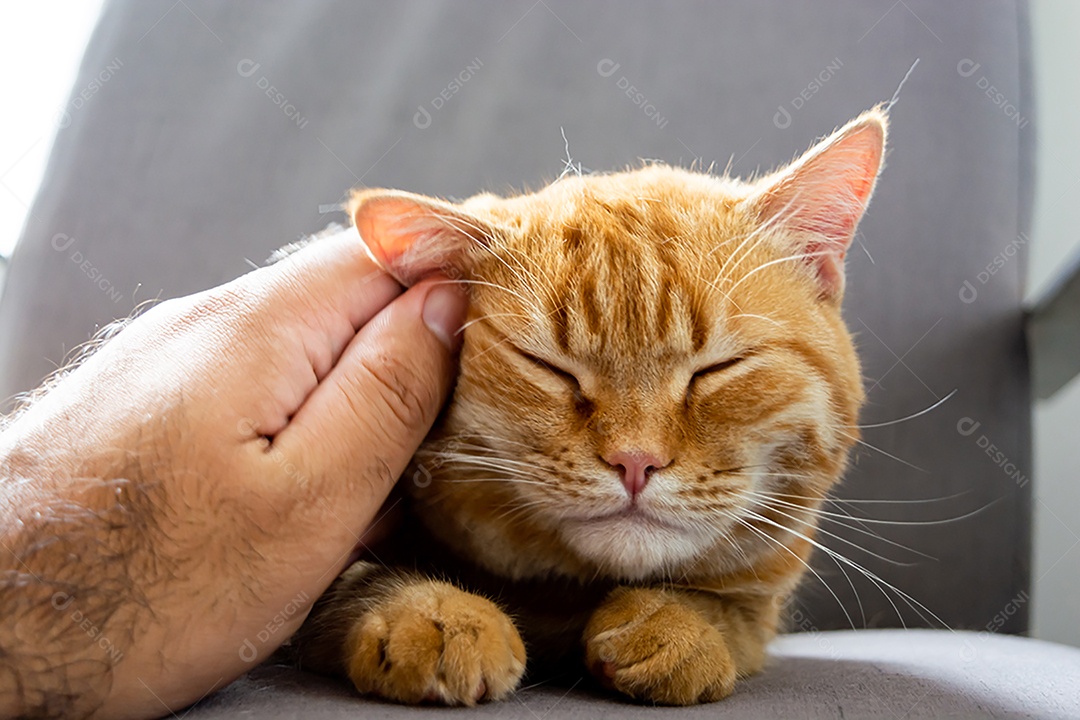 Acariciando um lindo gato laranja sonolento na poltrona da sala à tarde