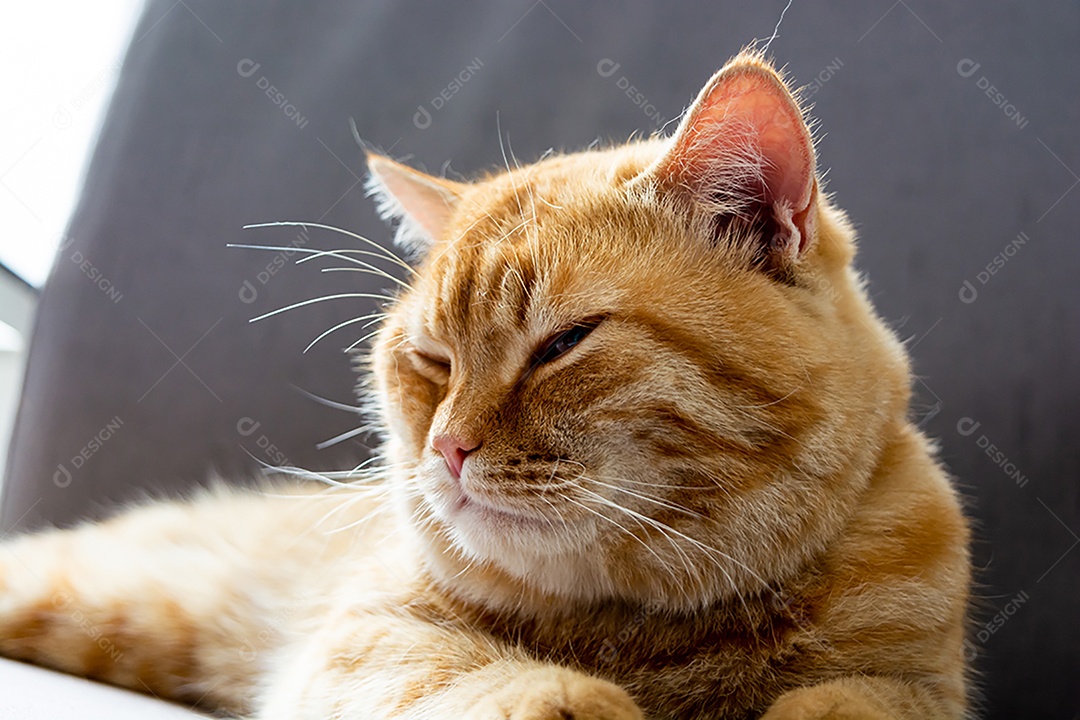 Acariciando um lindo gato laranja sonolento na poltrona da sala à tarde