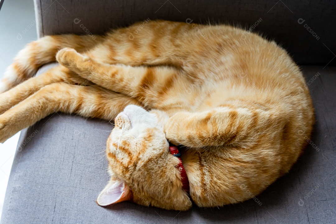 Lindo gato laranja sonolento na poltrona do quarto à tarde