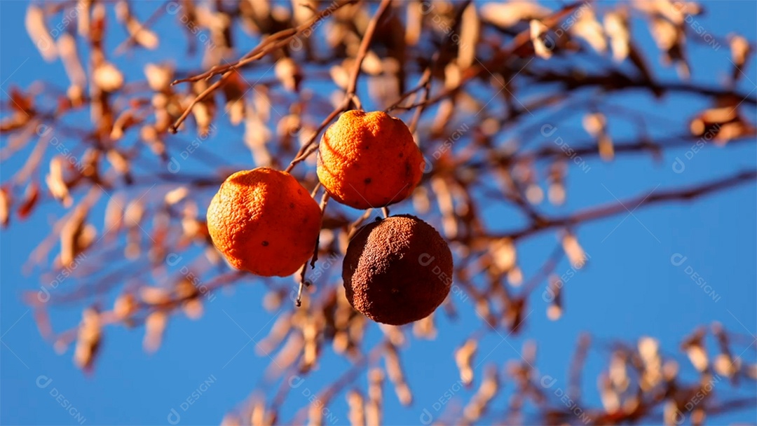 Laranjas frescas madura em laranjeira MP4