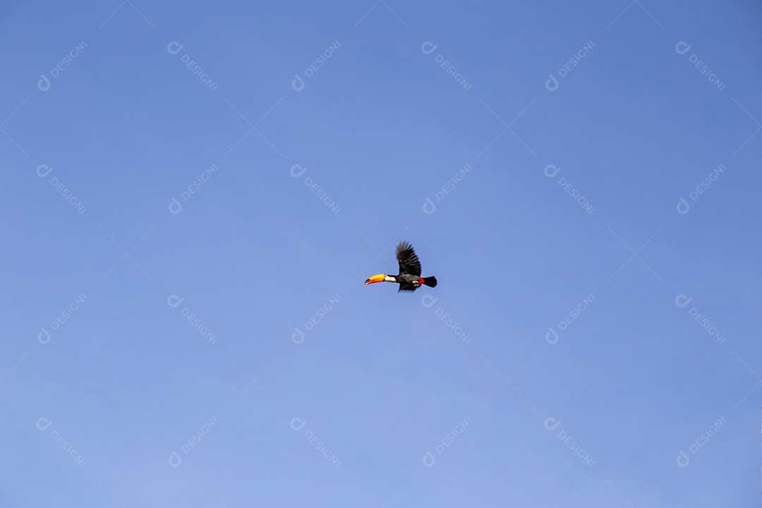 Pássaro tucano voando no céu azul