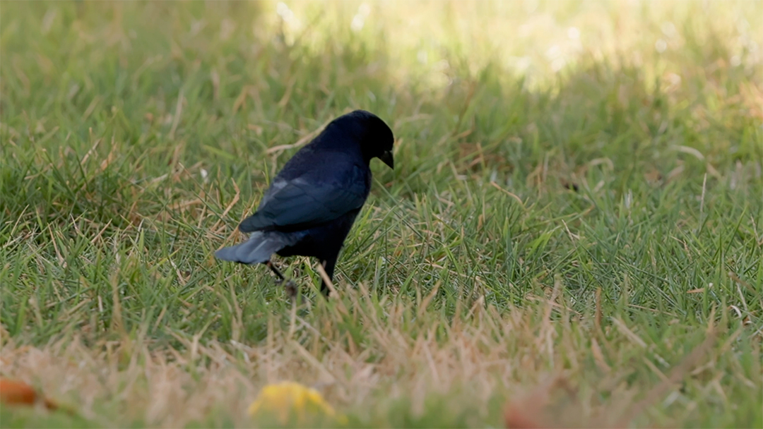 Lindo pássaro em uma floresta MP4