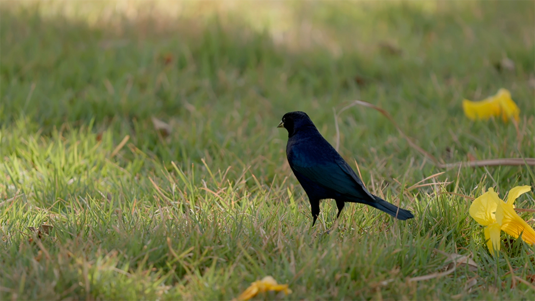 Lindo pássaro em uma floresta MP4