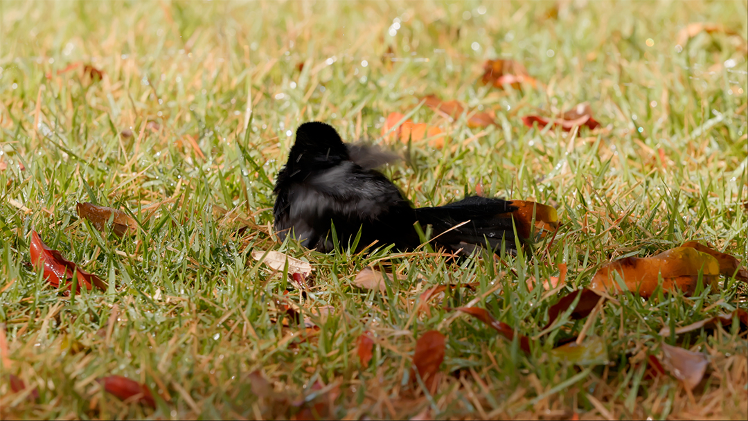 Lindo pássaro em uma floresta MP4