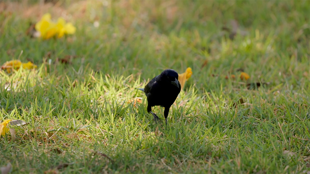 Lindo pássaro em uma floresta MP4