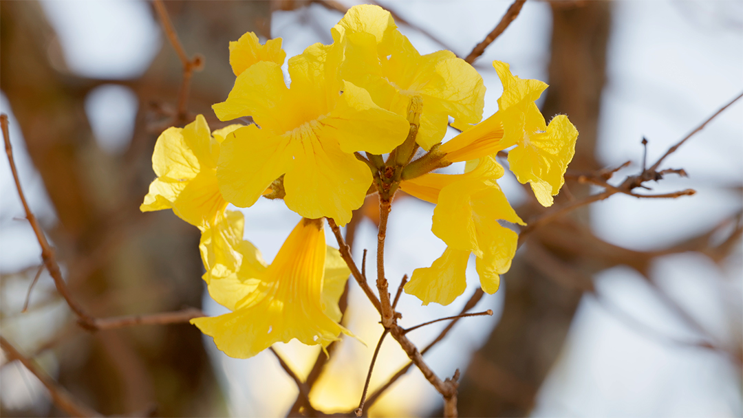 Linda flor amarela em uma floresta MP4