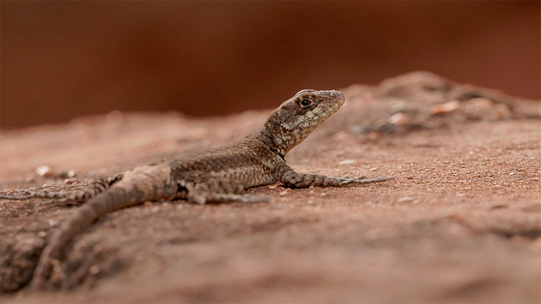 Calango sobre floresta MP4