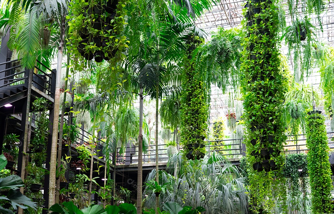 Planta ornamental verde em cestos suspensos.