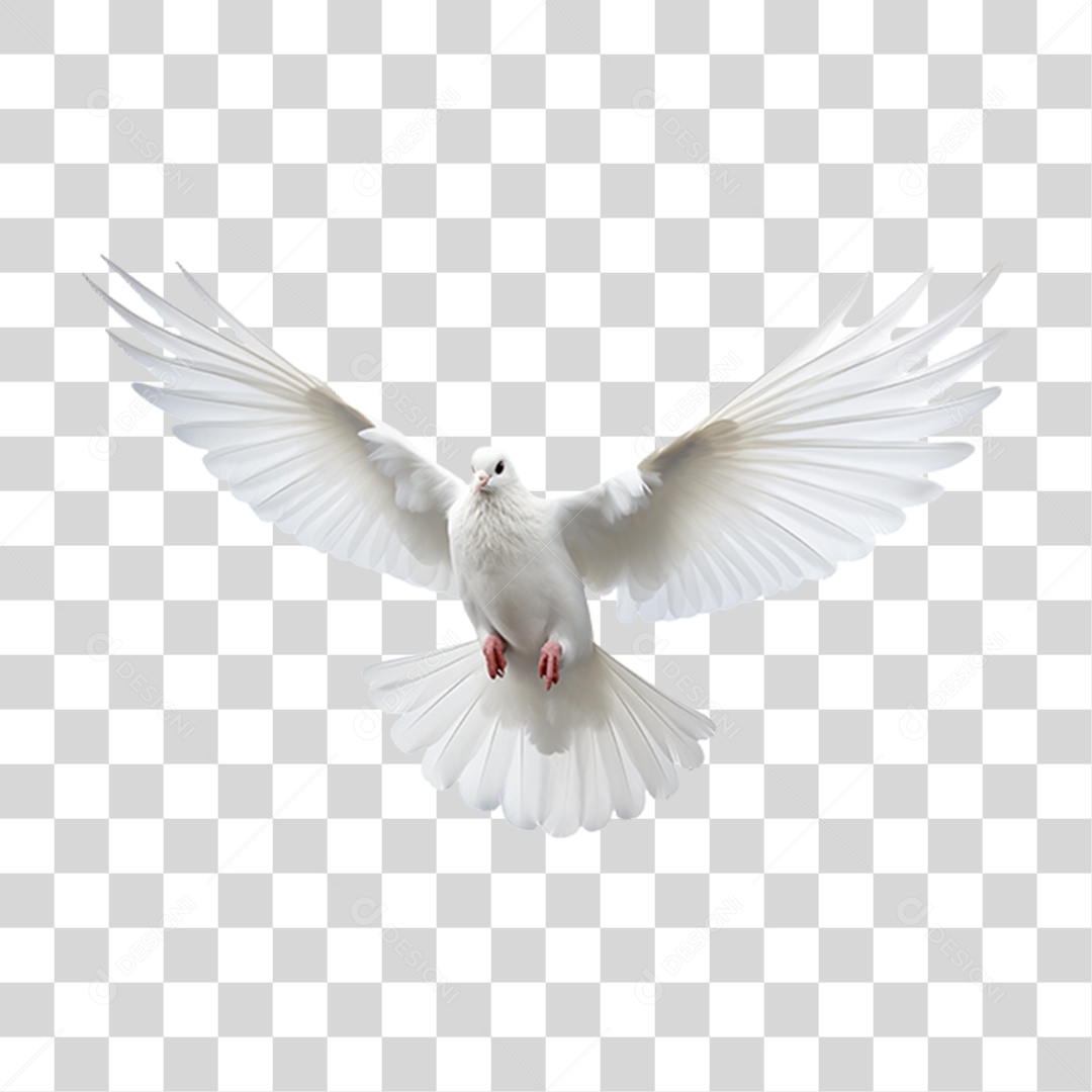 Pomba Branca  PNG Transparente