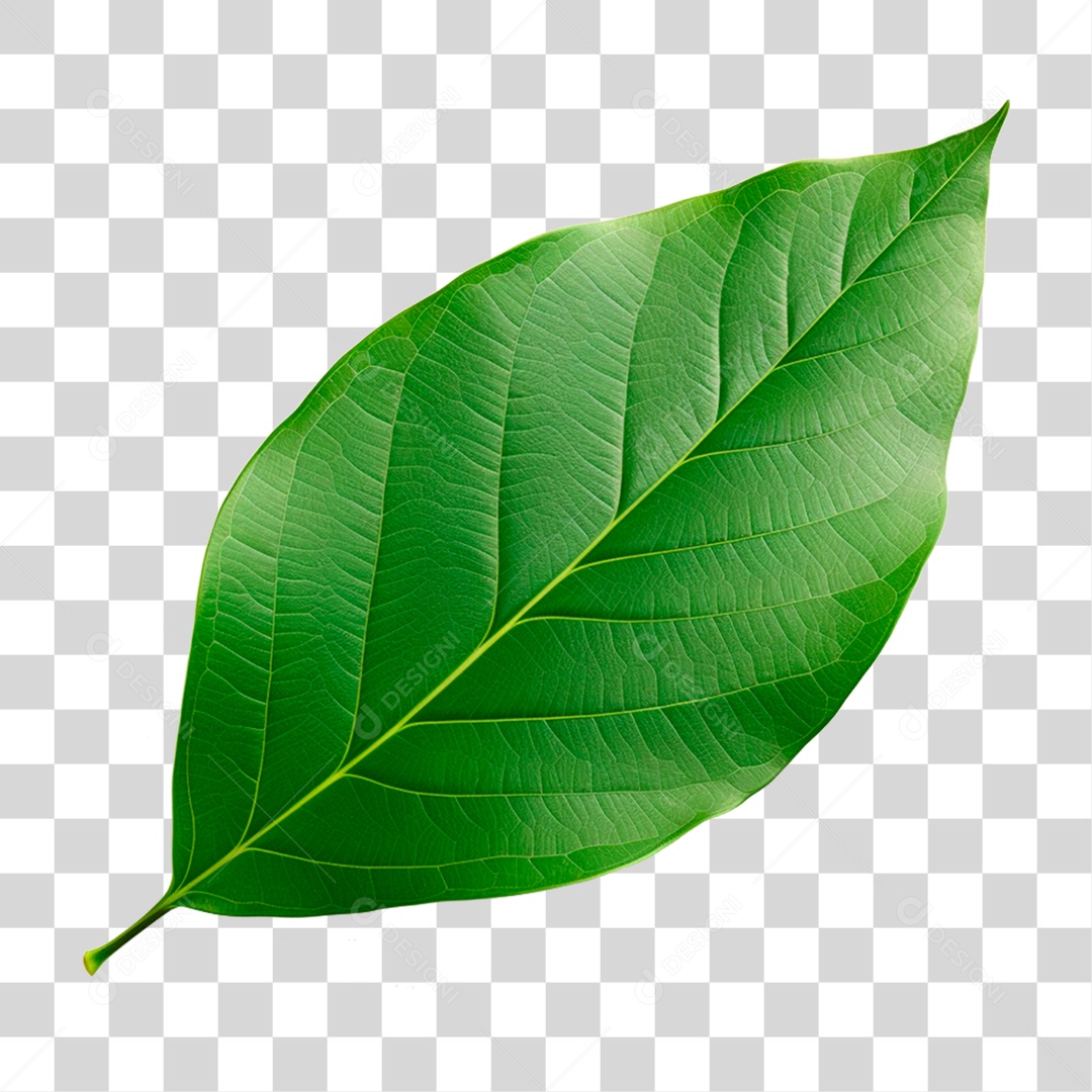 Folha Verde PNG Transparente