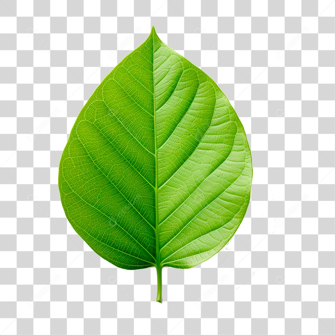 Folha Verde PNG Transparente