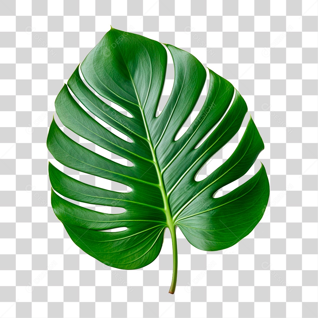 Folha de Costela de Adão PNG Transparente