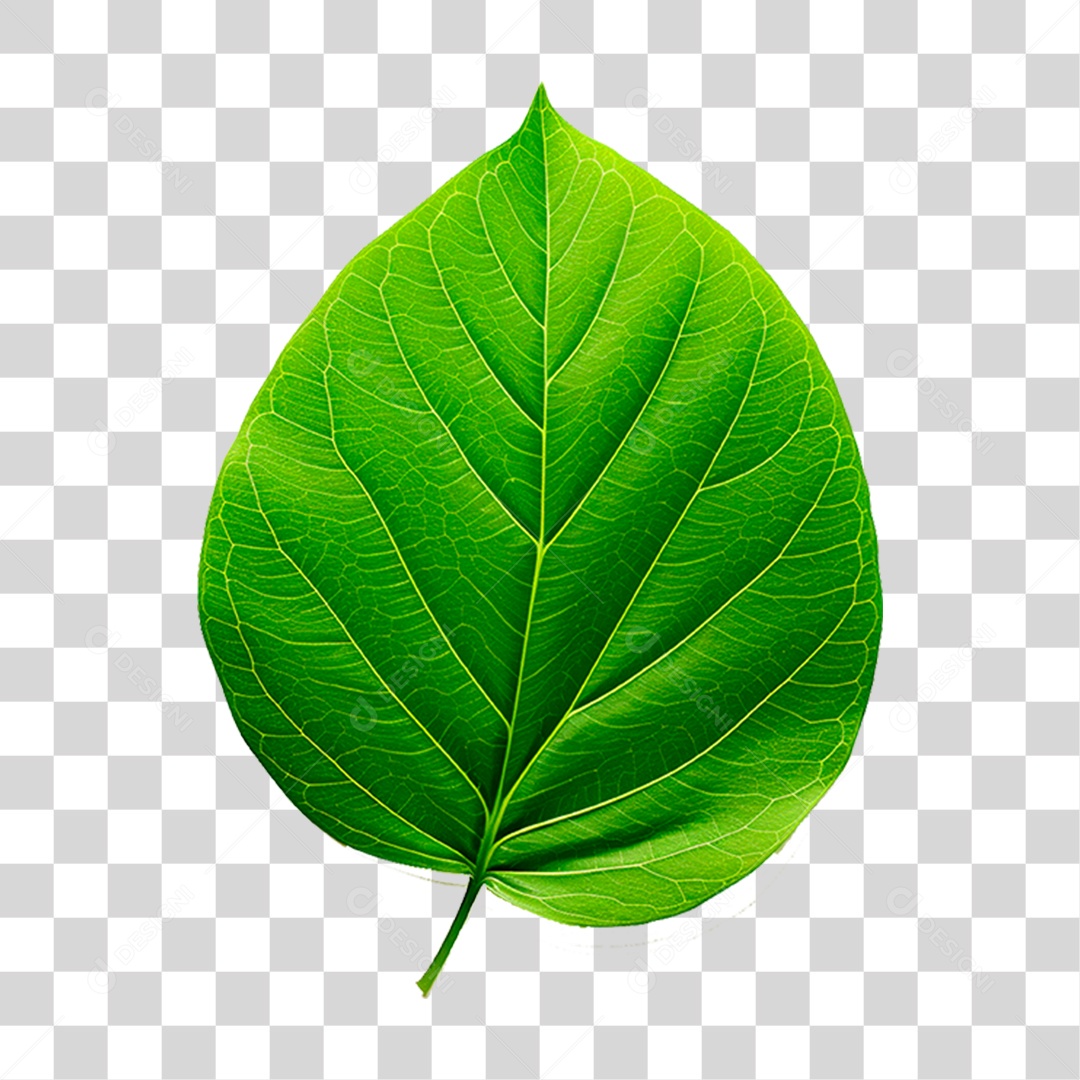 Folha Verde PNG Transparente