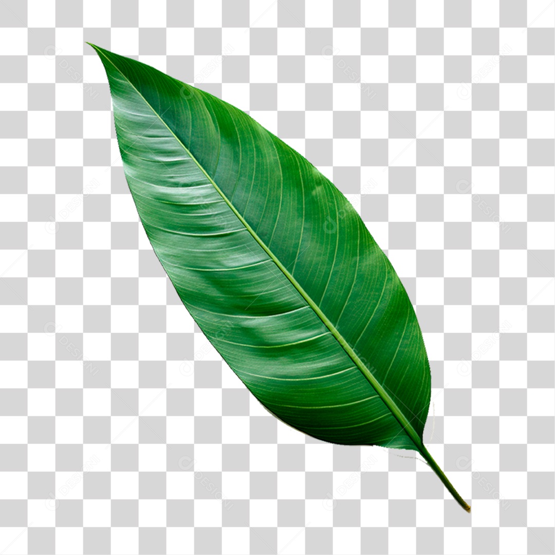 Folha Verde PNG Transparente