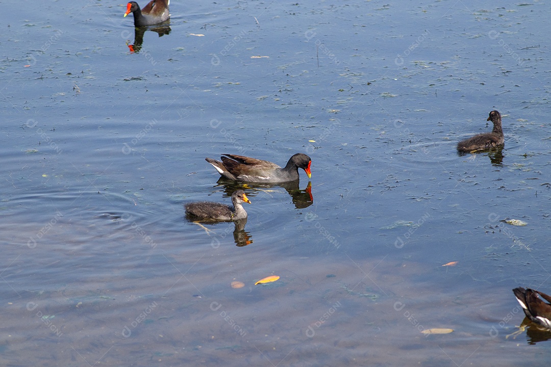 Aves aquáticas ao ar livre na Lagoa Rodrigo de Freitas, no Rio de Janeiro.