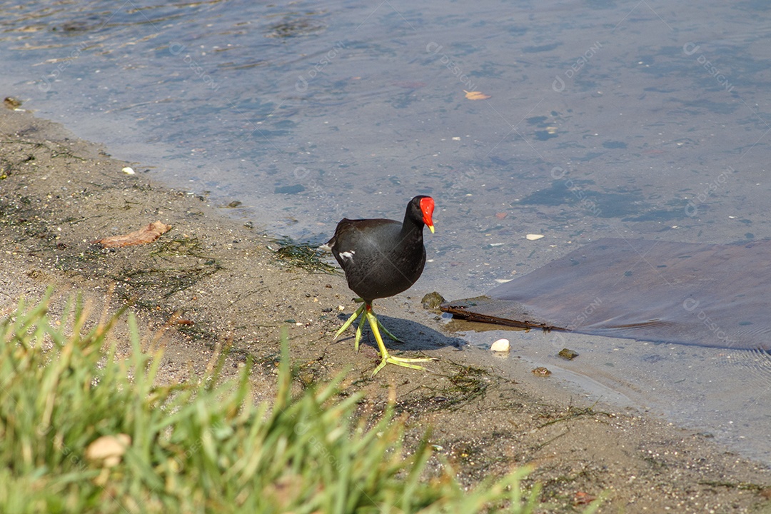 Aves aquáticas ao ar livre na Lagoa Rodrigo de Freitas, no Rio de Janeiro.