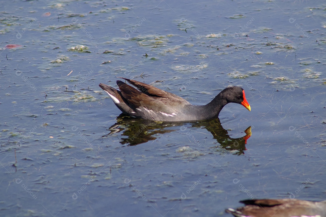 Aves aquáticas ao ar livre na Lagoa Rodrigo de Freitas, no Rio de Janeiro.