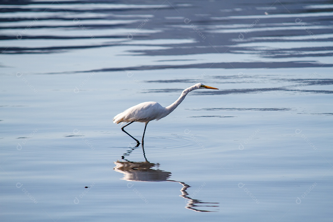 Garça-branca ao ar livre na Lagoa Rodrigo de Freitas, no Rio de Janeiro.