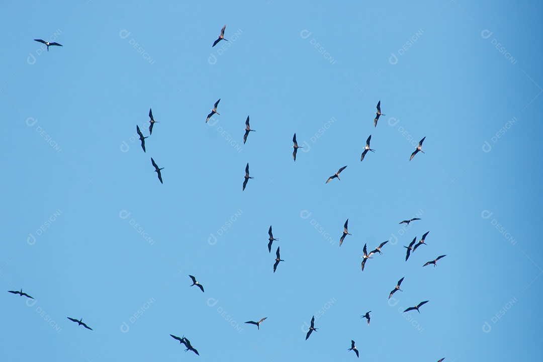 fragatas no céu azul do Rio de Janeiro.