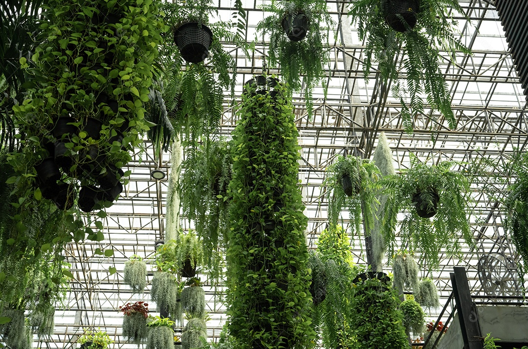 Planta ornamental verde em cestos suspensos. Plantas em vaso pendurado em decoração de jardim charmoso.