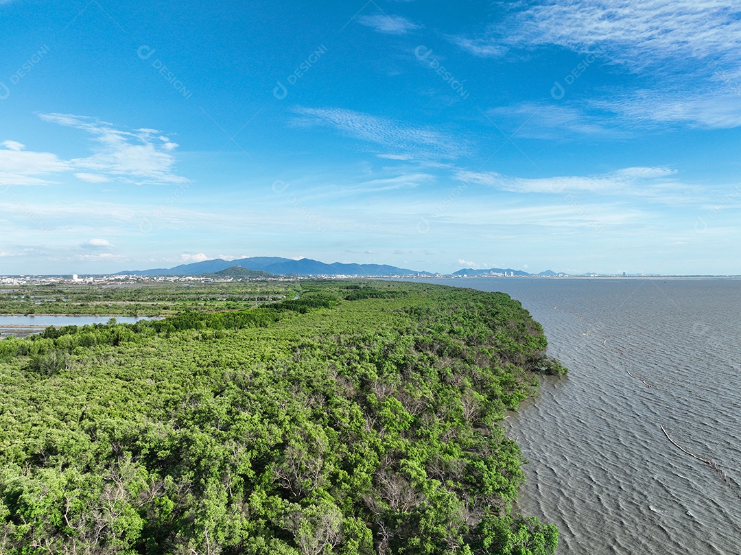 A floresta de mangue verde captura dióxido de carbono.