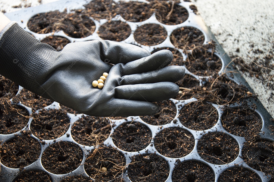 Os agricultores estão plantando sementes em bandejas de mudas