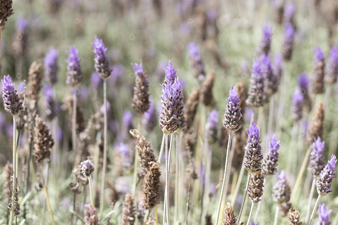 Campo com alfazemas lindas