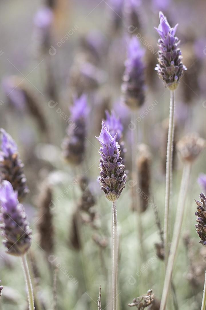 Plantas de alfazemas em um campo