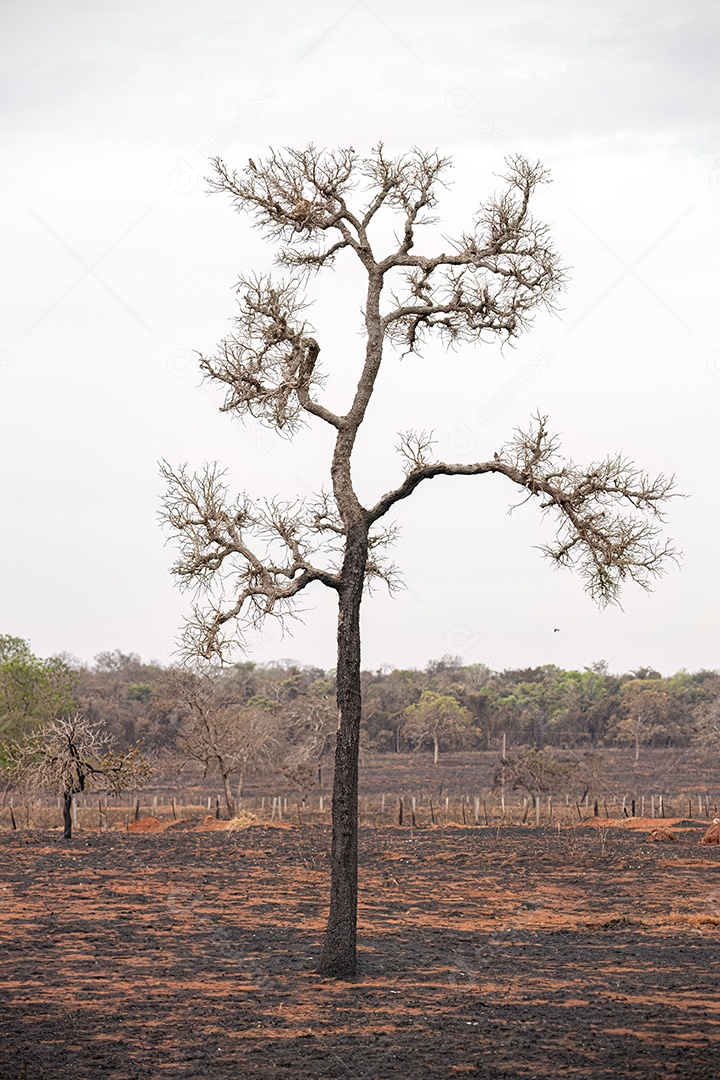 Paisagem de área rural de pastagens secas recentemente queimadas.