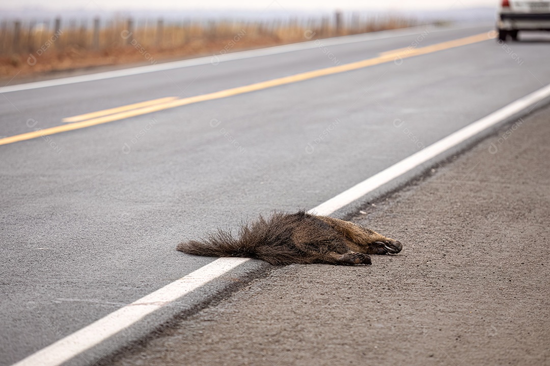 Atropelamento de tamanduá-bandeira ilustrativo dos temas atropelamento de fauna ou atropelamento de animais silvestres para fins de campanhas de conscientização
