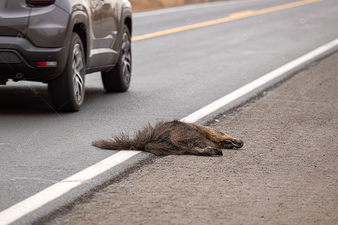 Atropelamento de tamanduá-bandeira ilustrativo dos temas atropelamento de fauna ou atropelamento de animais silvestres para fins de campanhas de conscientização