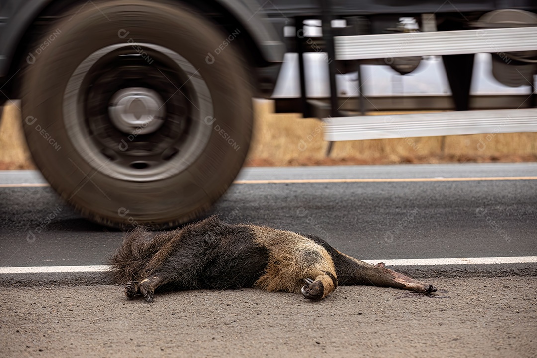 Atropelamento de tamanduá-bandeira ilustrativo dos temas atropelamento de fauna ou atropelamento de animais silvestres para fins de campanhas de conscientização