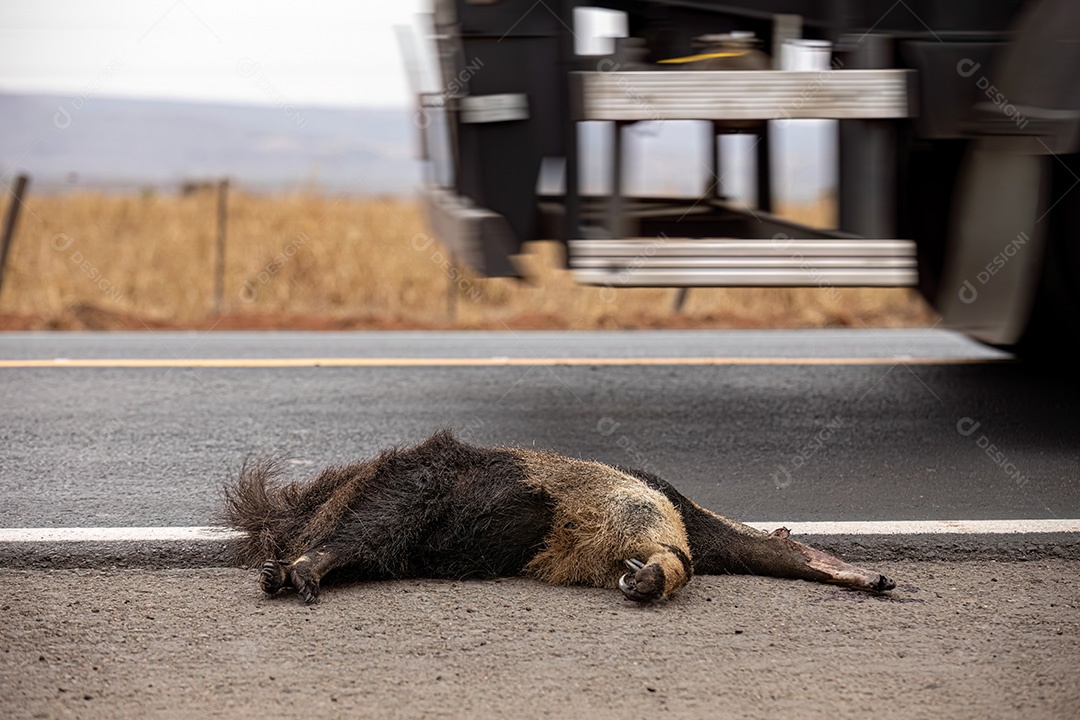 Atropelamento de tamanduá-bandeira ilustrativo dos temas atropelamento de fauna ou atropelamento de animais silvestres para fins de campanhas de conscientização