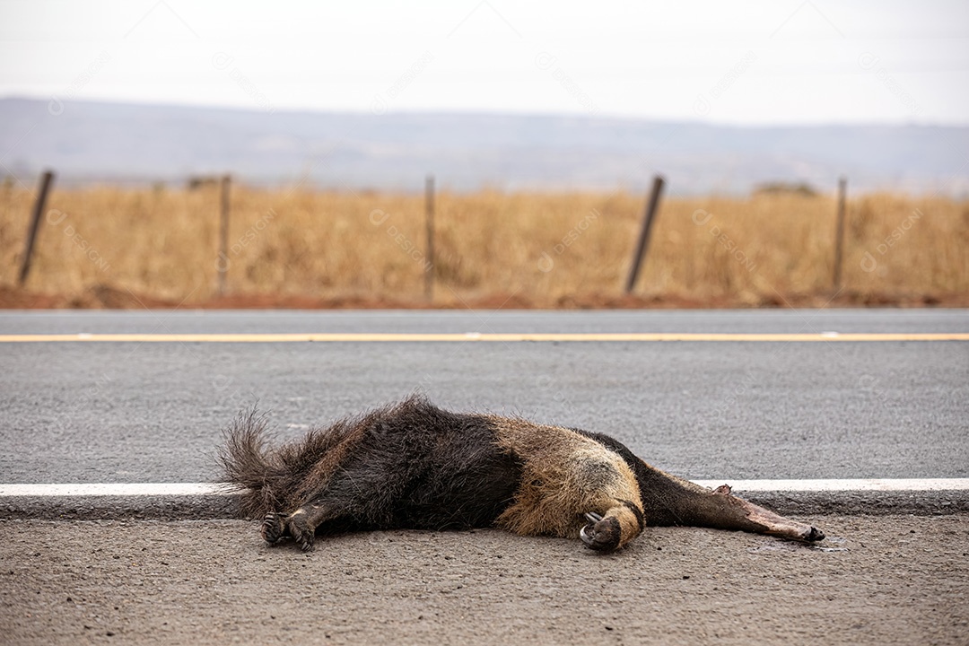 Atropelamento de tamanduá-bandeira ilustrativo dos temas atropelamento de fauna ou atropelamento de animais silvestres para fins de campanhas de conscientização