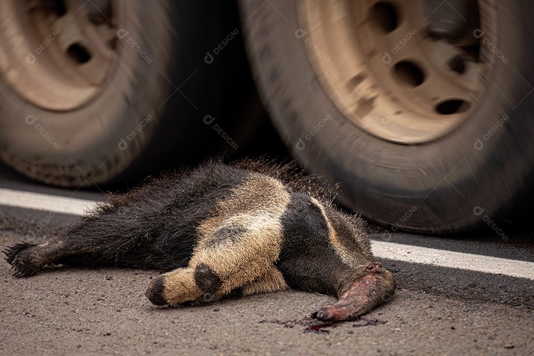 Atropelamento de tamanduá-bandeira ilustrativo dos temas atropelamento de fauna ou atropelamento de animais silvestres para fins de campanhas de conscientização