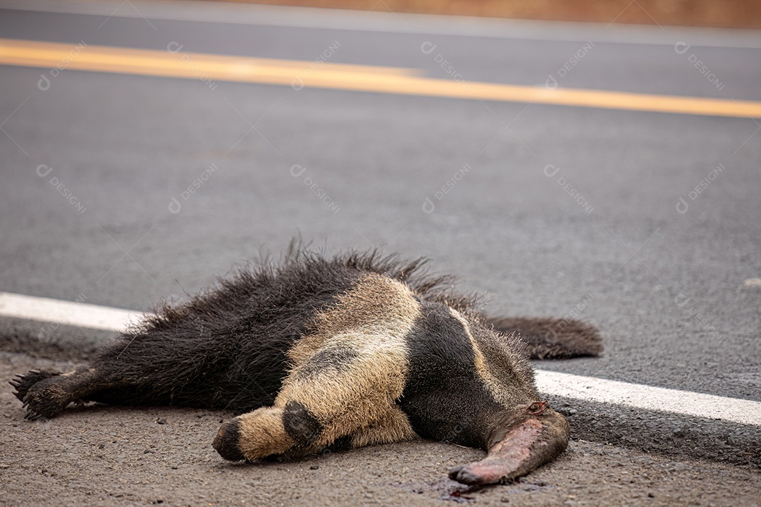 Atropelamento de tamanduá-bandeira ilustrativo dos temas atropelamento de fauna ou atropelamento de animais silvestres para fins de campanhas de conscientização