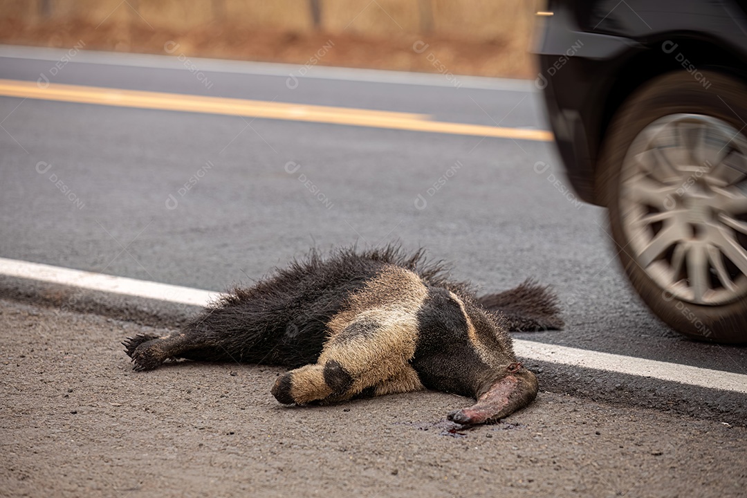 Atropelamento de tamanduá-bandeira ilustrativo dos temas atropelamento de fauna ou atropelamento de animais silvestres para fins de campanhas de conscientização
