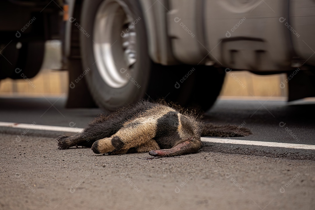Atropelamento de tamanduá-bandeira ilustrativo dos temas atropelamento de fauna ou atropelamento de animais silvestres para fins de campanhas de conscientização