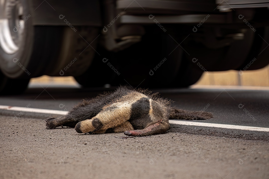 Atropelamento de tamanduá-bandeira ilustrativo dos temas atropelamento de fauna ou atropelamento de animais silvestres para fins de campanhas de conscientização
