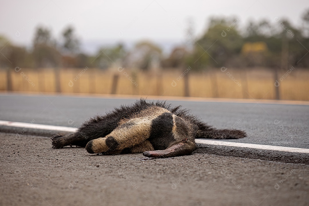 Atropelamento de tamanduá-bandeira ilustrativo dos temas atropelamento de fauna ou atropelamento de animais silvestres para fins de campanhas de conscientização