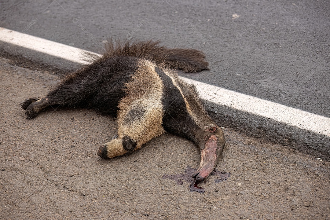 Atropelamento de tamanduá-bandeira ilustrativo dos temas atropelamento de fauna ou atropelamento de animais silvestres para fins de campanhas de conscientização