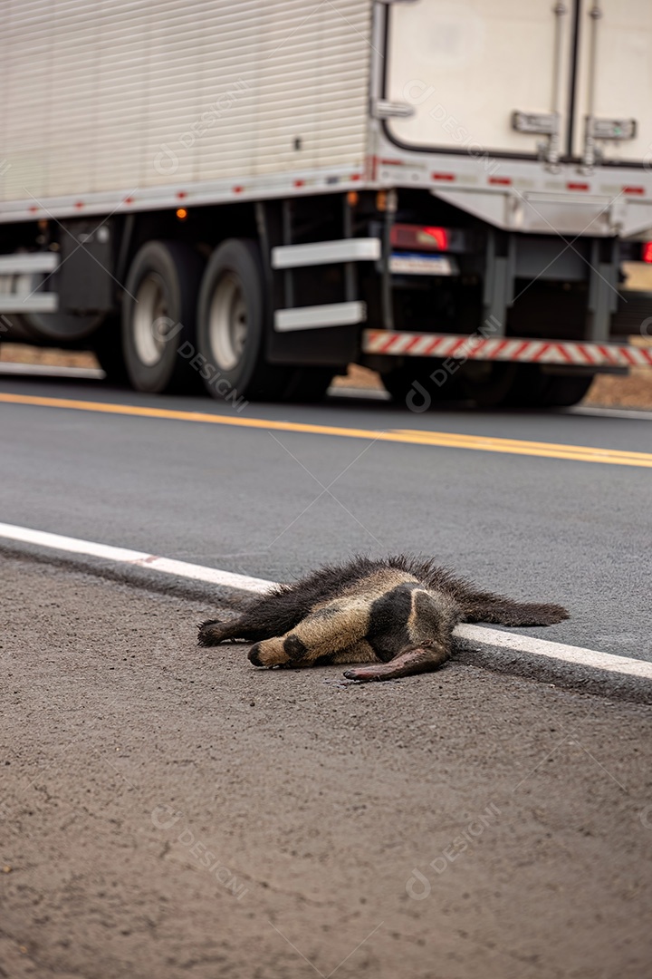 Atropelamento de tamanduá-bandeira ilustrativo dos temas atropelamento de fauna ou atropelamento de animais silvestres para fins de campanhas de conscientização
