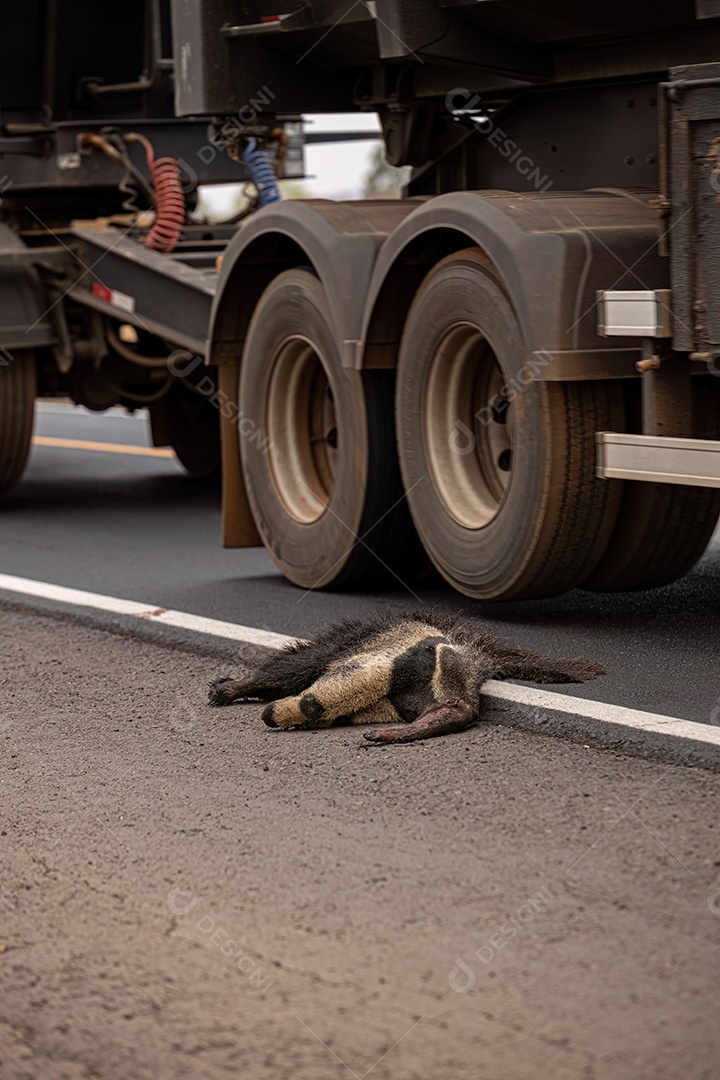 Atropelamento de tamanduá-bandeira ilustrativo dos temas atropelamento de fauna ou atropelamento de animais silvestres para fins de campanhas de conscientização