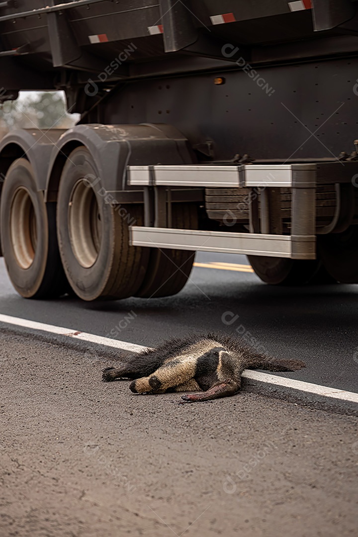 Atropelamento de tamanduá-bandeira ilustrativo dos temas atropelamento de fauna ou atropelamento de animais silvestres para fins de campanhas de conscientização